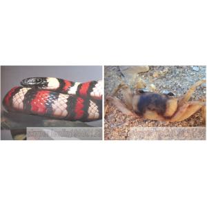 LC-1050XH Snow snowflake effect UV Snow uv light solidifying machine cigarette