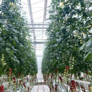 Steel Structure Good Light Transmission Glass Greenhouse for Flower Growing JX