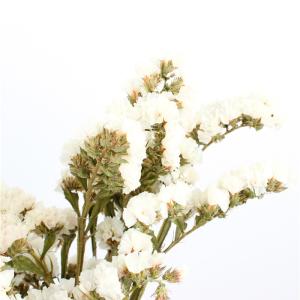 Statice Limonium Beautiful Dried Flowers Beautiful With Long Using Time