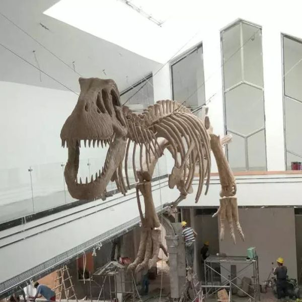 Buy Indoor Dinosaur Skeleton Replica Youth  Age 12 Months Warranty at wholesale prices