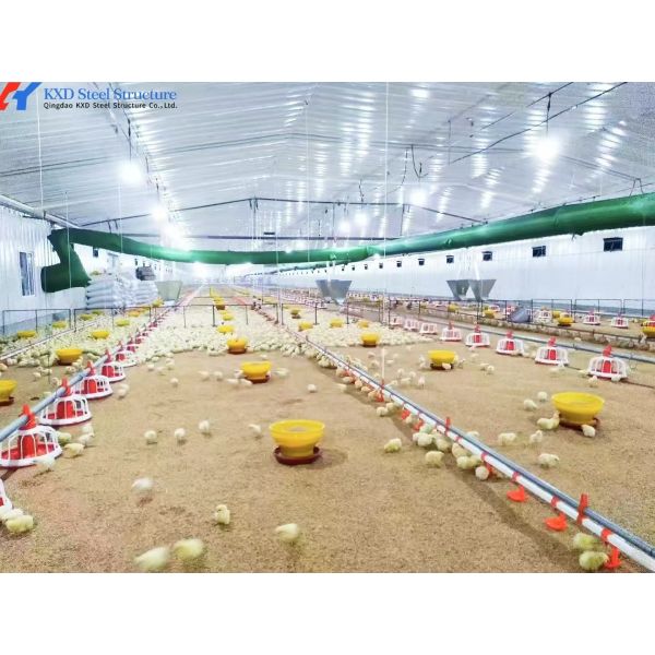 Commercial Steel Structure Poultry House with Feeding & Drinking Systems