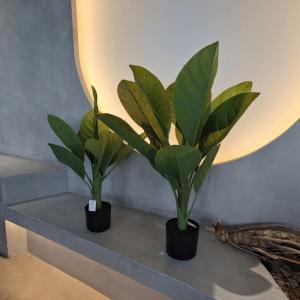 Long Lasting Plastic Material Artificial Plants 70cm Artificial Dieffenbachia