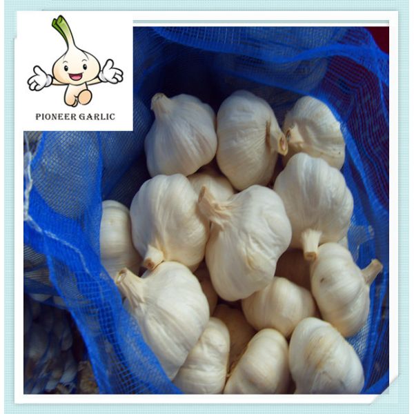 Buy garlic / our factory is professional at garlic exporting at wholesale prices
