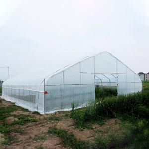 Side Ventilation Hot Galvanized Steel Pipe Tunnel Single Span Greenhouse