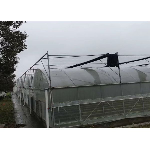 Buy Tropical Tunnel Single Span Greenhouse Easy Construct High Transmittance at wholesale prices