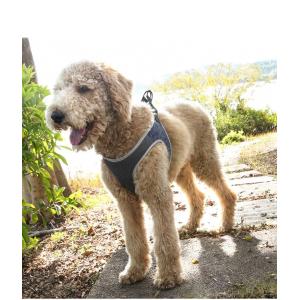 Fashionable Luxury Nice Quality Pet Vast Harness Fastness Walking Leashes For