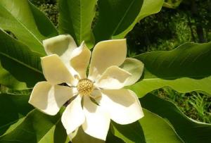 Quality Honokiol Magnolol Magnolia Bark Extract powder for sale