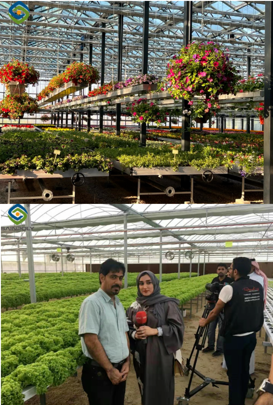 Intelligent Venlo Glass Greenhouse for Bean Growth