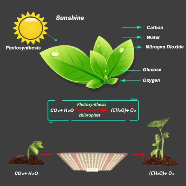 Full Spectrum 150W Horticulture SMD Chip LED Grow Lights For Indoor Plants