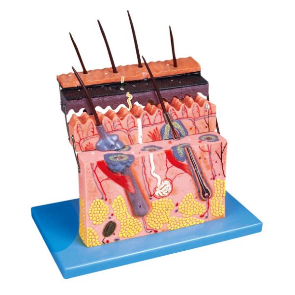 Skin section Human Anatomy Model shows layers of skin for anatomy structure