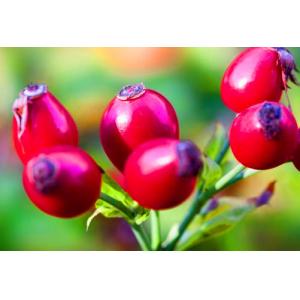 Quality fructus rosae extract polyphenols 5%-50% rosehip extract -Rosa canina for sale